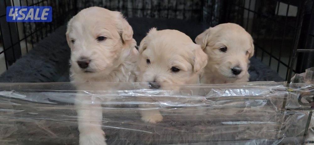 3 weeks old maltese puppies for sale..healthy well care0