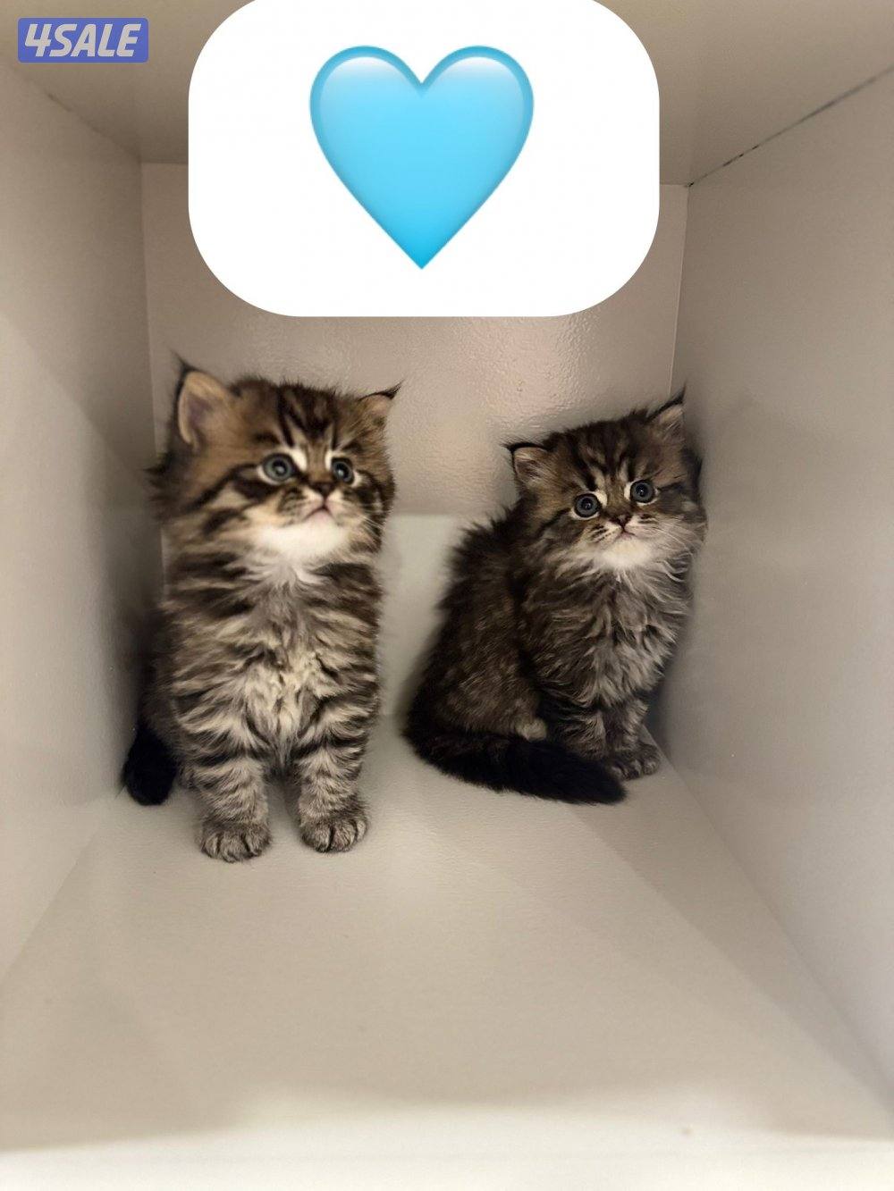 سكوتش فولد1