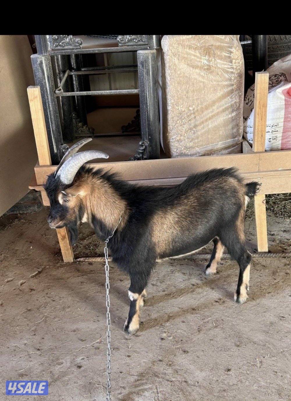 ماعز تشيكي بيعه سريعه0