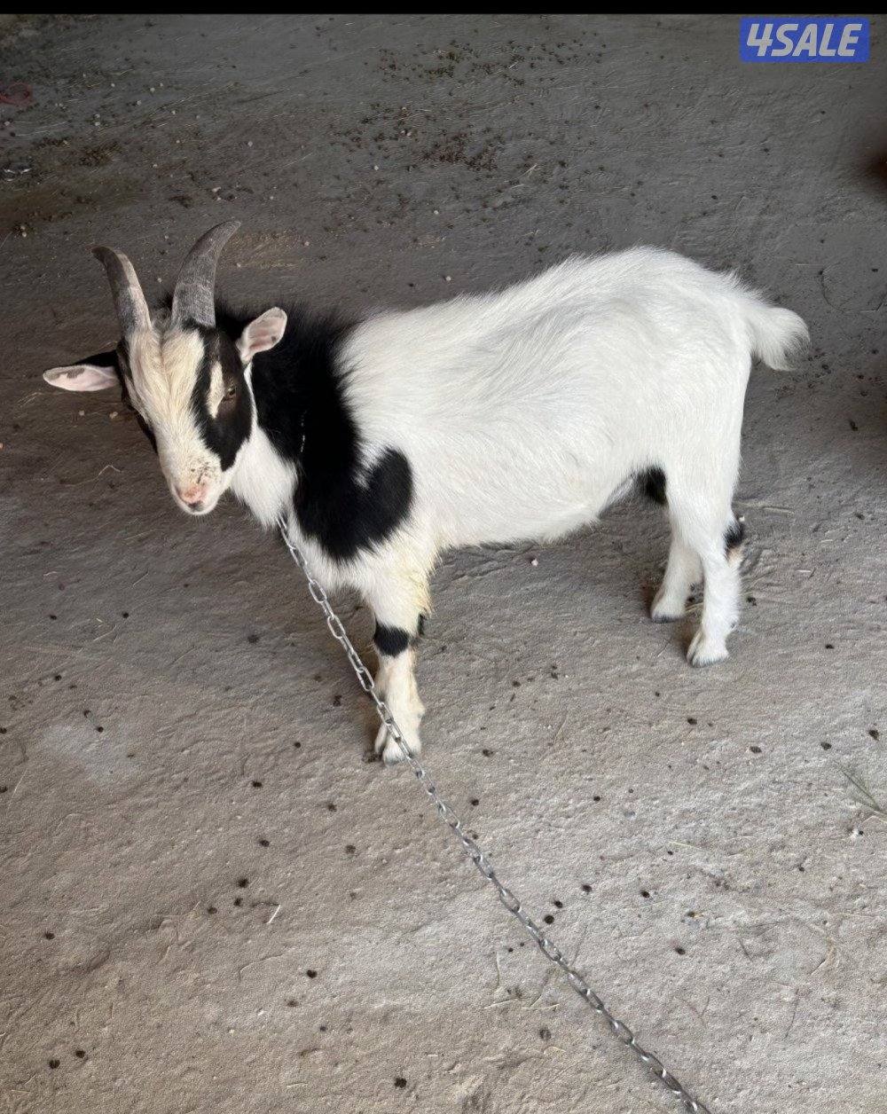 ماعز تشيكي بيعه سريعه1