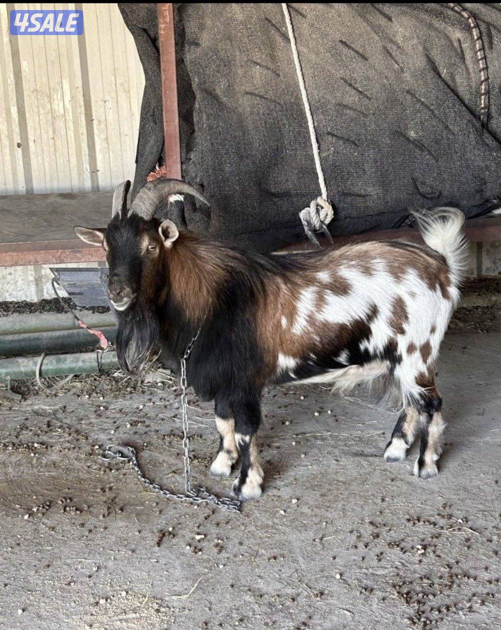 ماعز تشيكي بيعه سريعه2