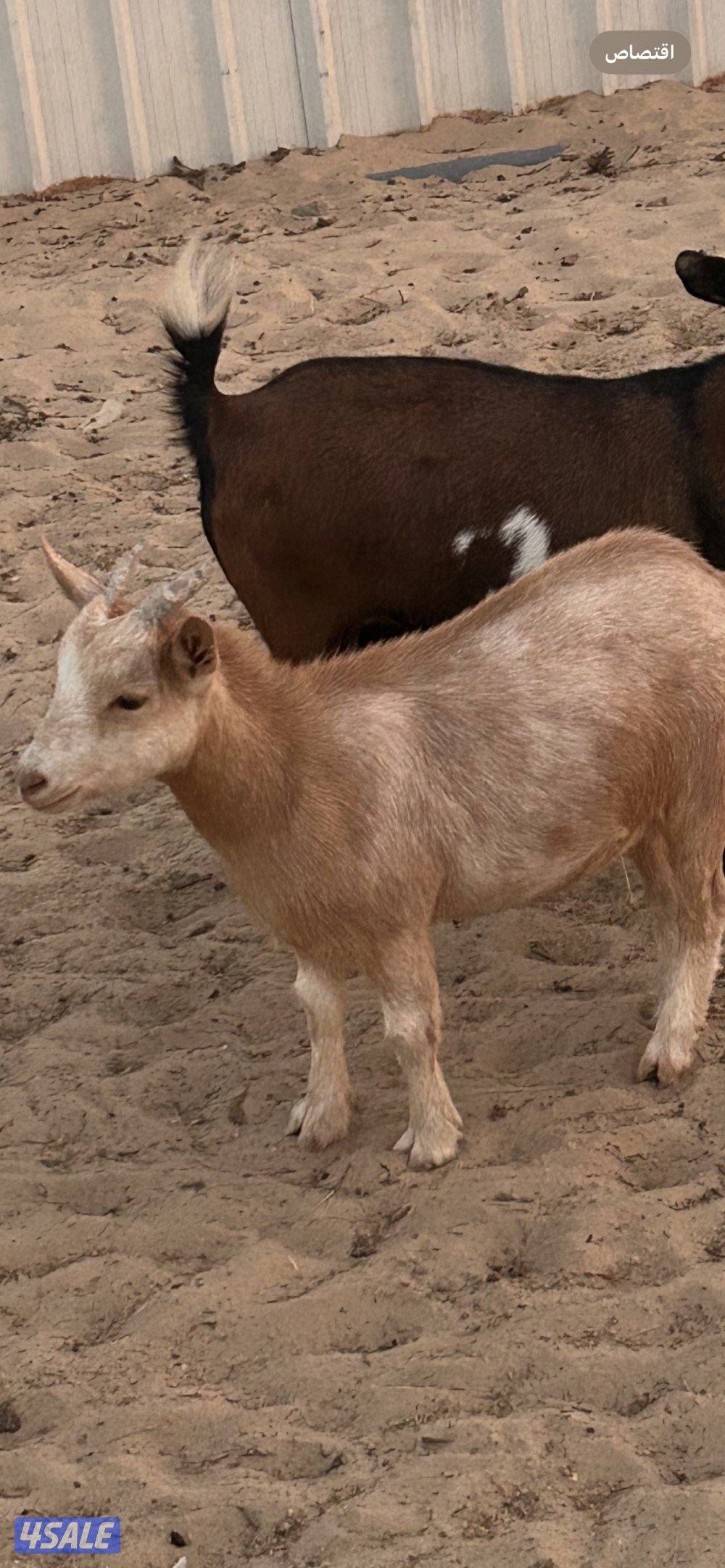 ماعز تشيكي بيعه سريعه3