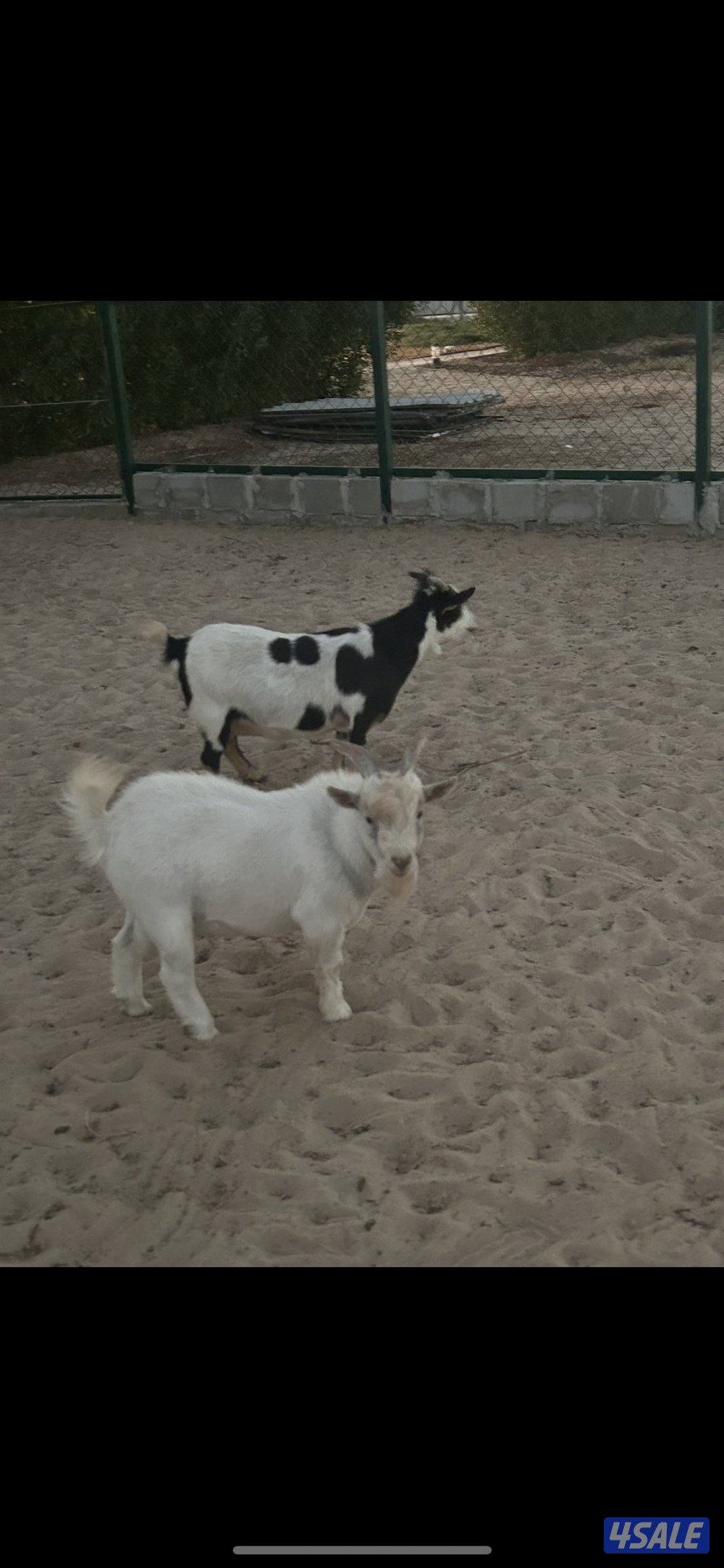 ماعز تشيكي بيعه سريعه4