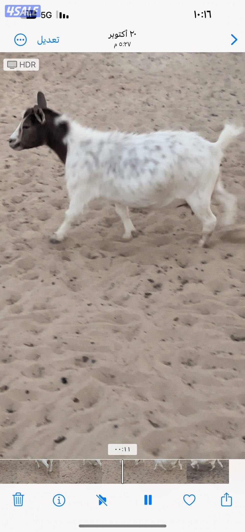 ماعز تشيكي بيعه سريعه5