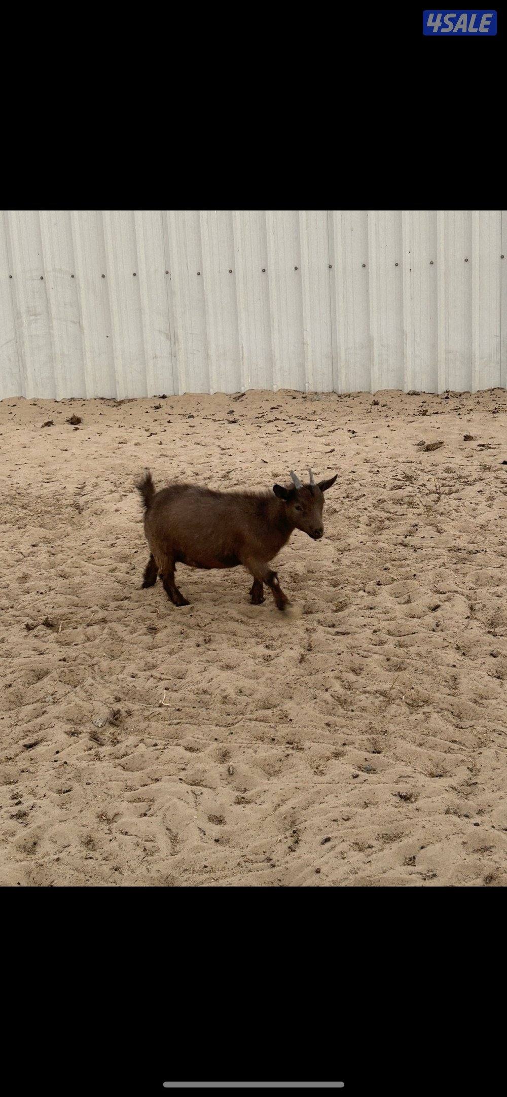 ماعز تشيكي بيعه سريعه6