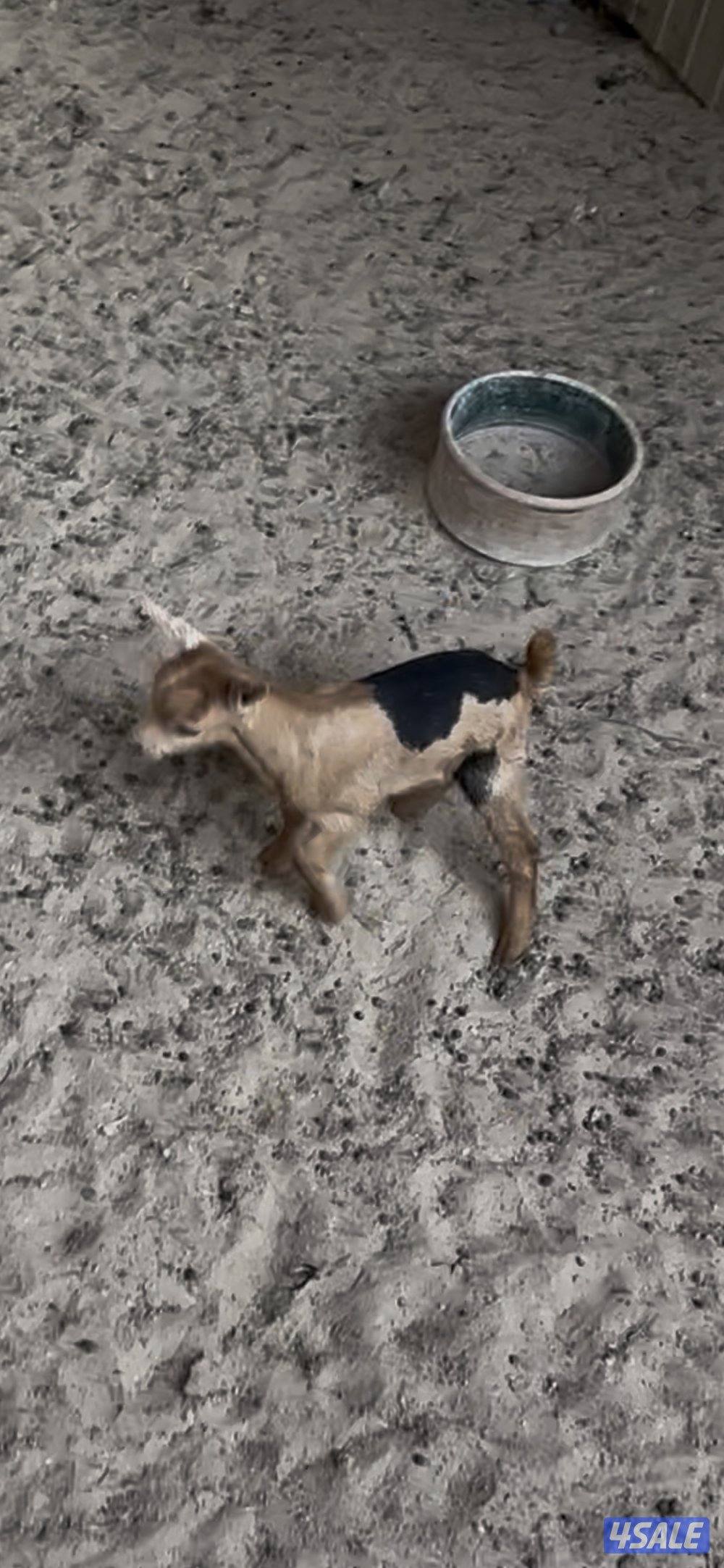 تيس جيكي للجهال1