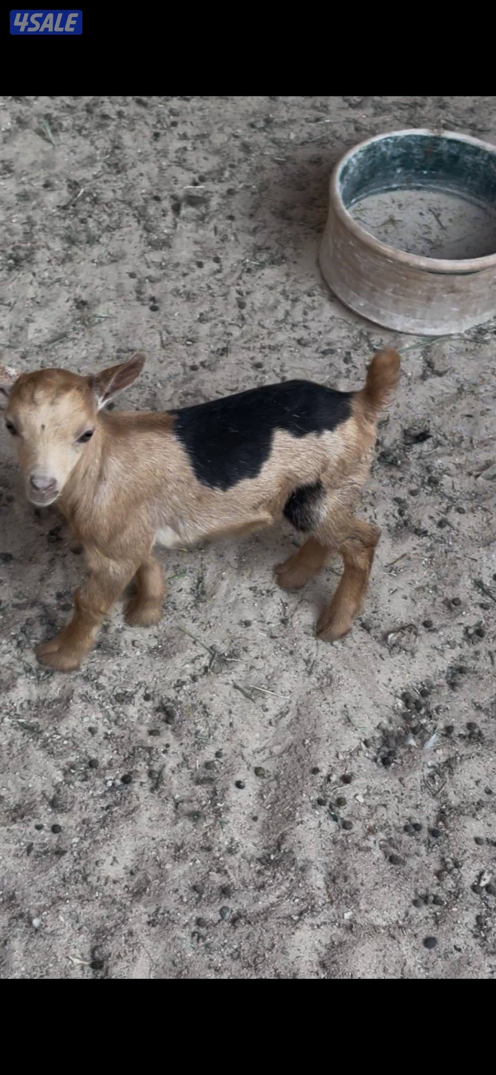 تيس جيكي للجهال2