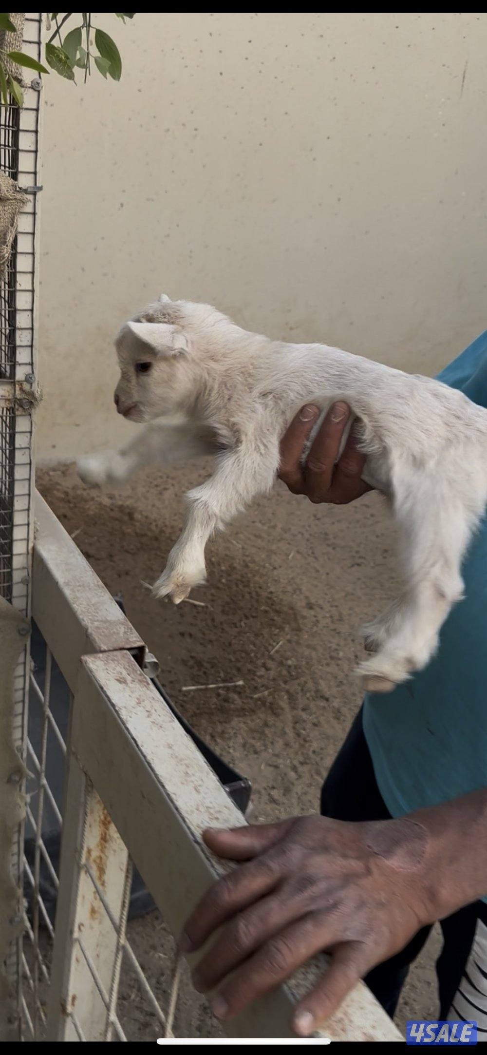 تيس جيكي للجهال3