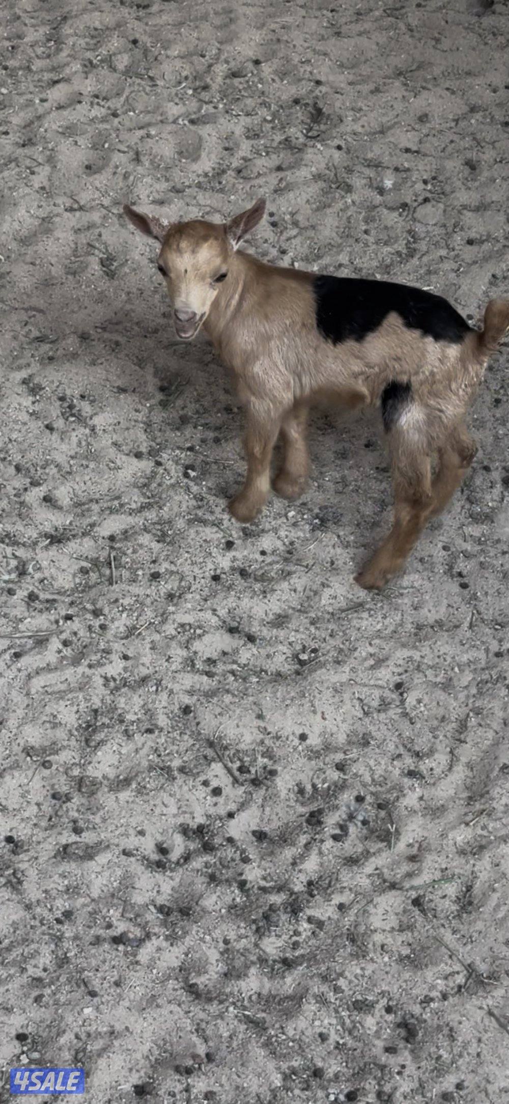 تيس جيكي للجهال4