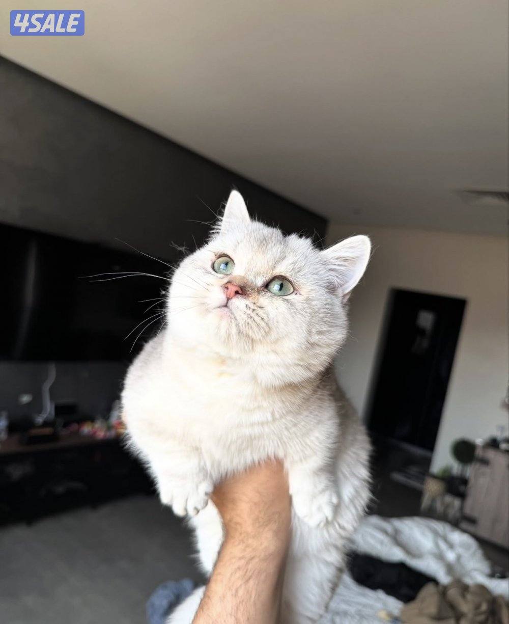 للبيع منجكن واكزوتيك0