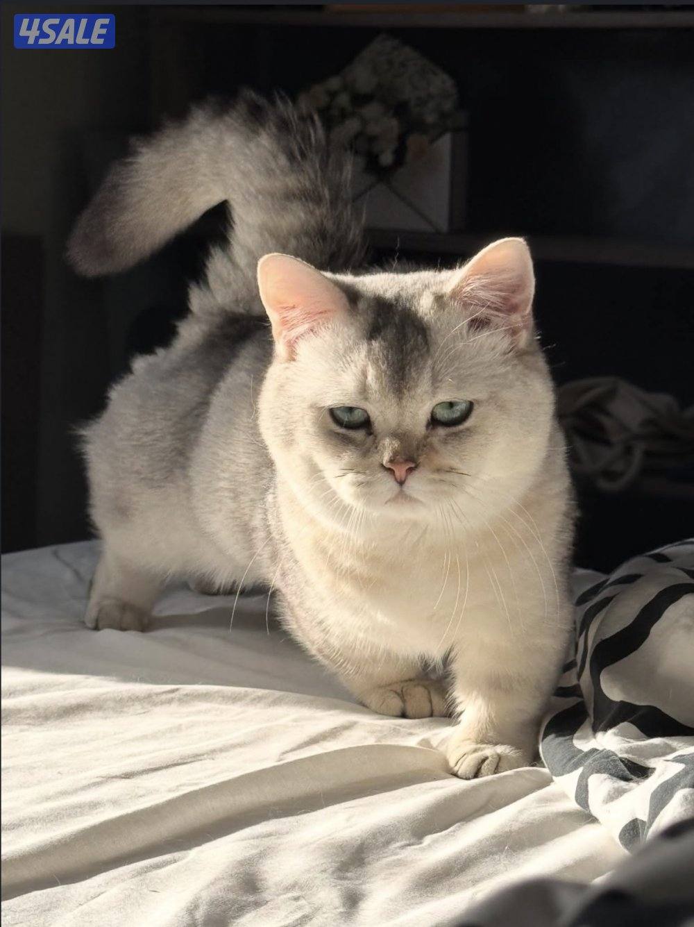 للبيع منجكن واكزوتيك1