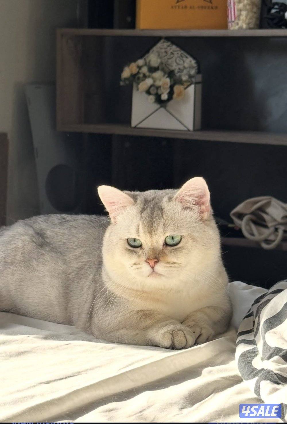 للبيع منجكن واكزوتيك2