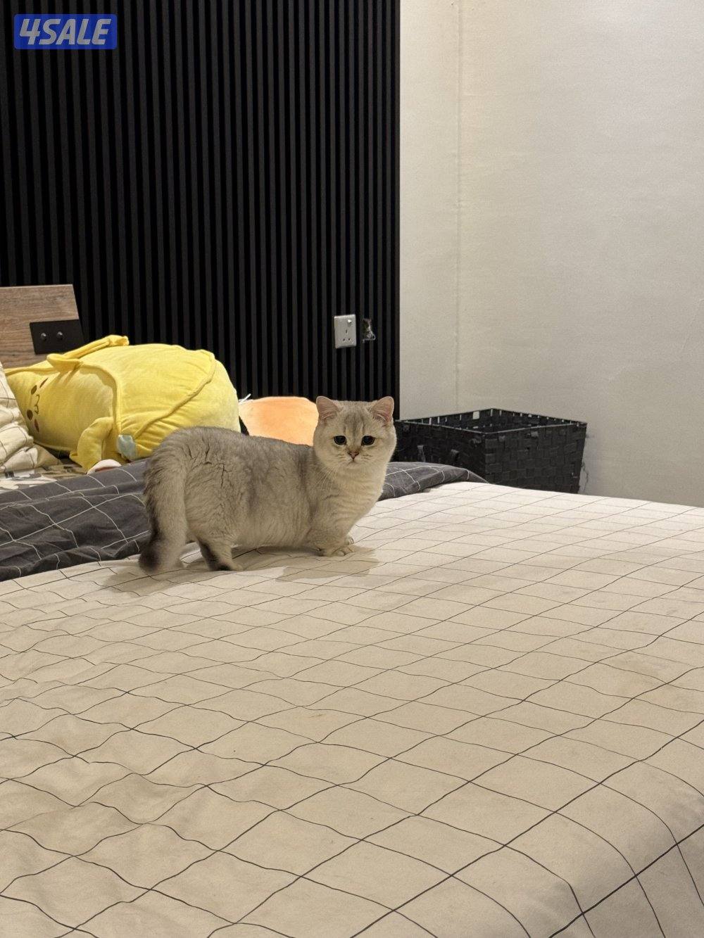 للبيع منجكن واكزوتيك3