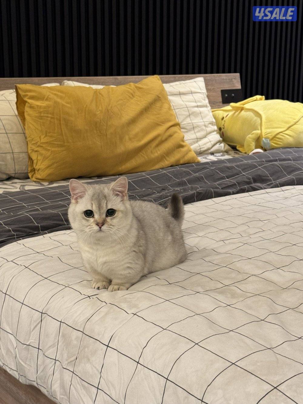 للبيع منجكن واكزوتيك4