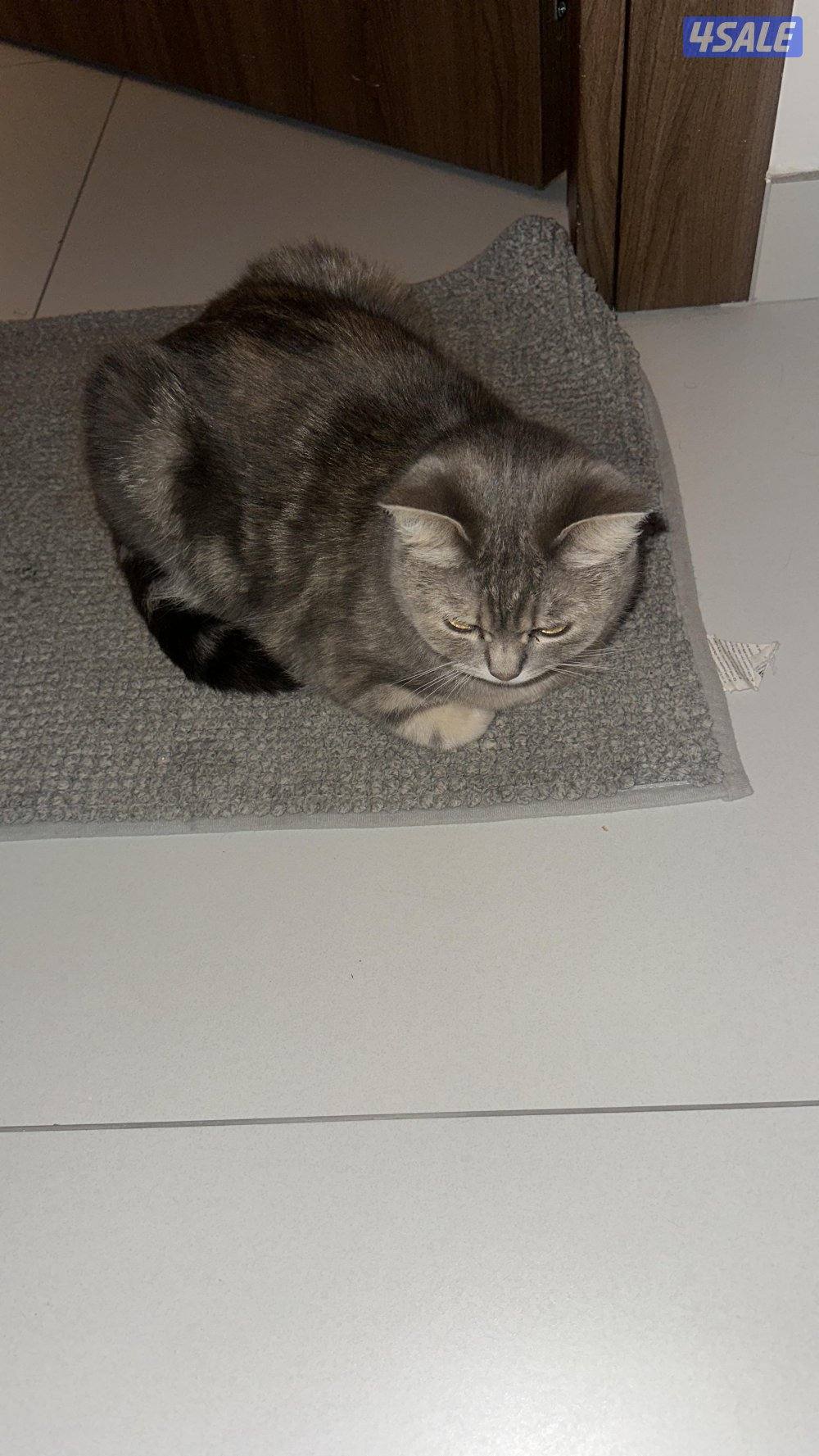 قطوه سكوتش1