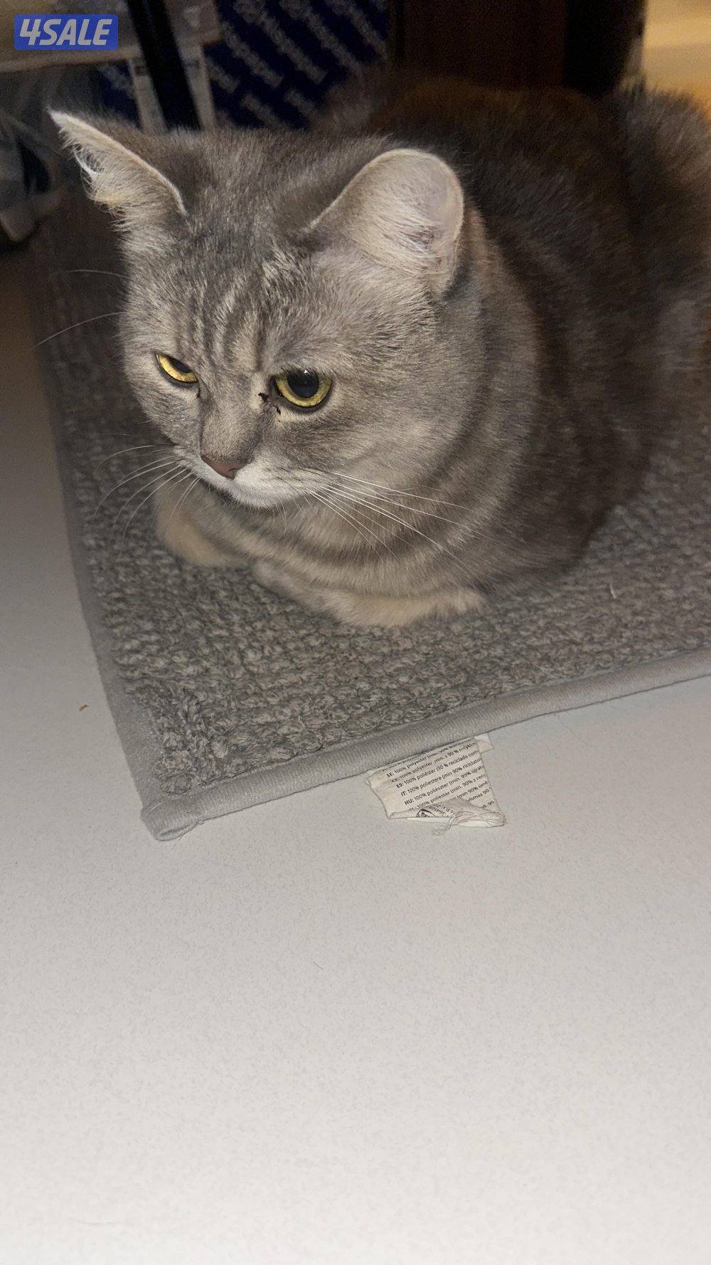 قطوه سكوتش2