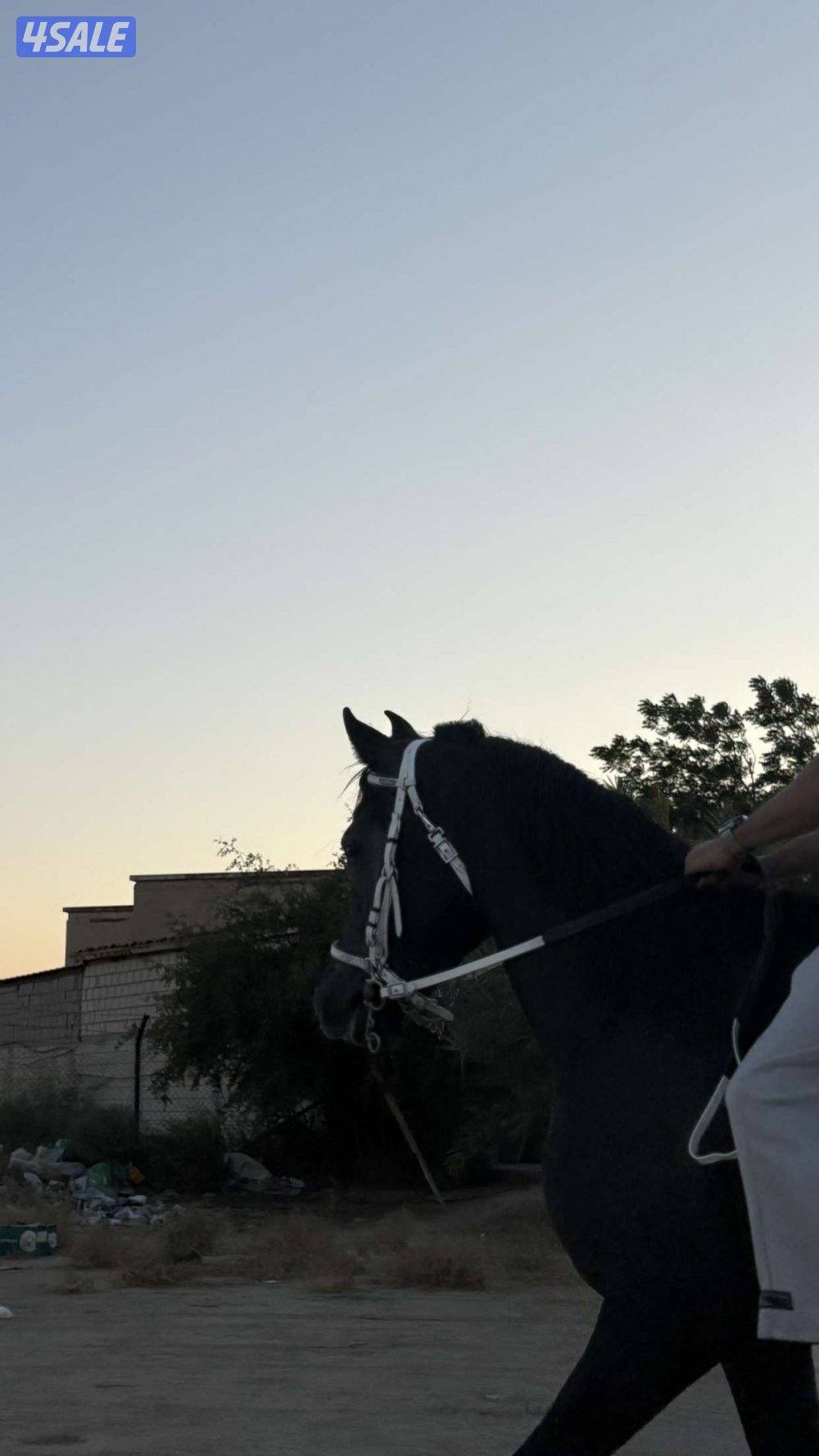 للبيع خيل ادهم0
