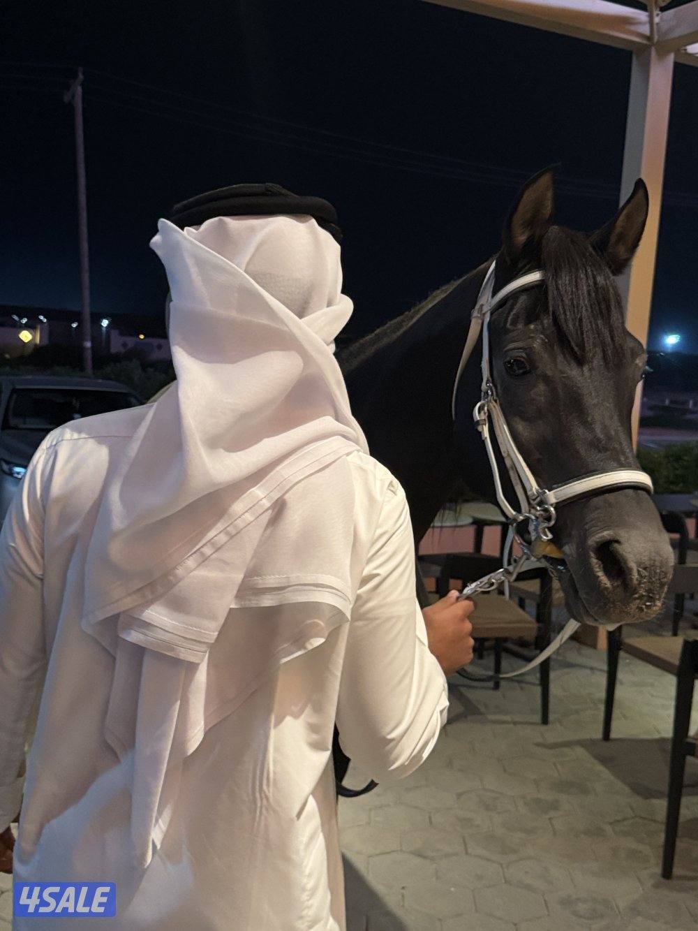 للبيع خيل ادهم1