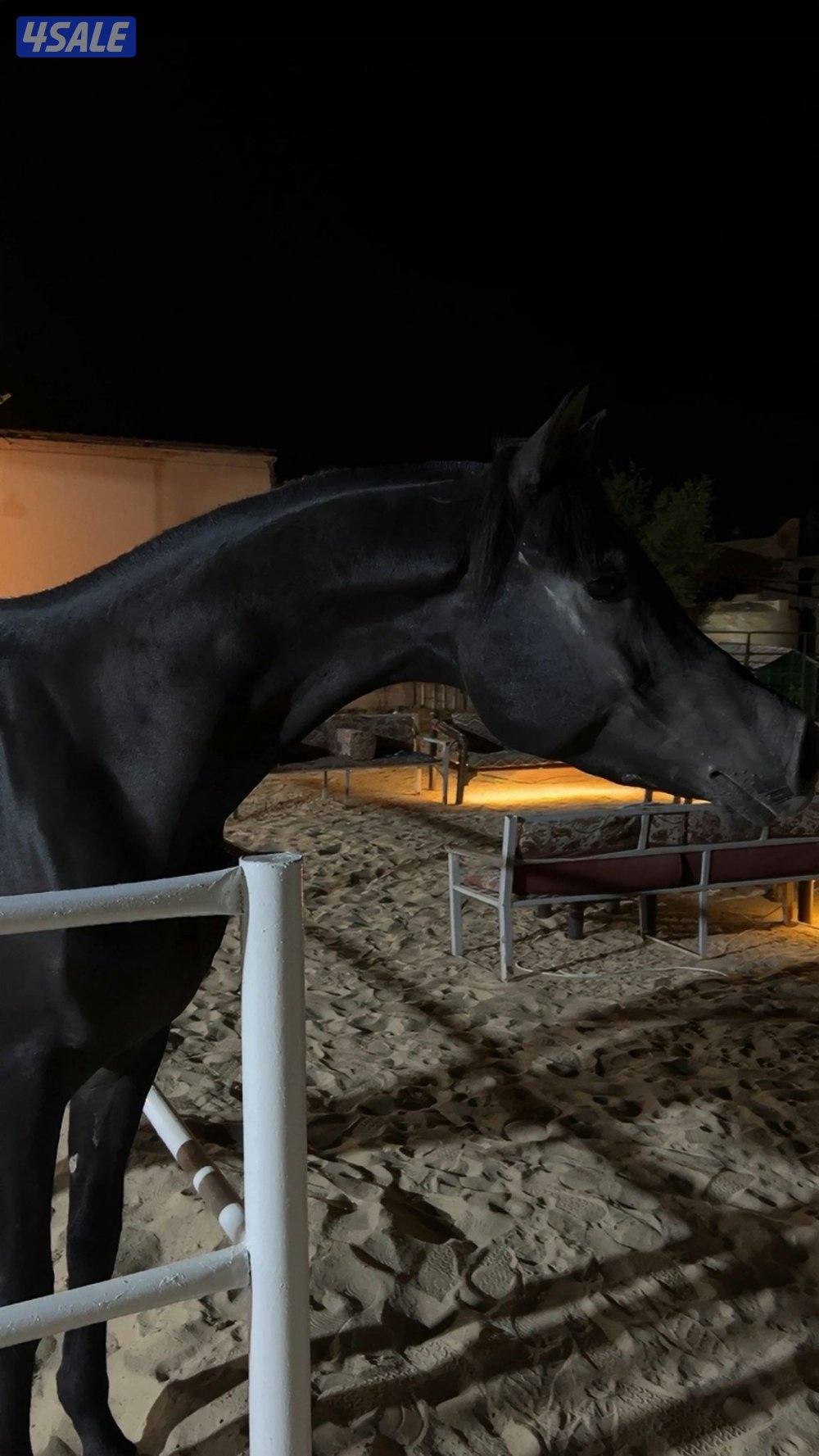 للبيع خيل ادهم2