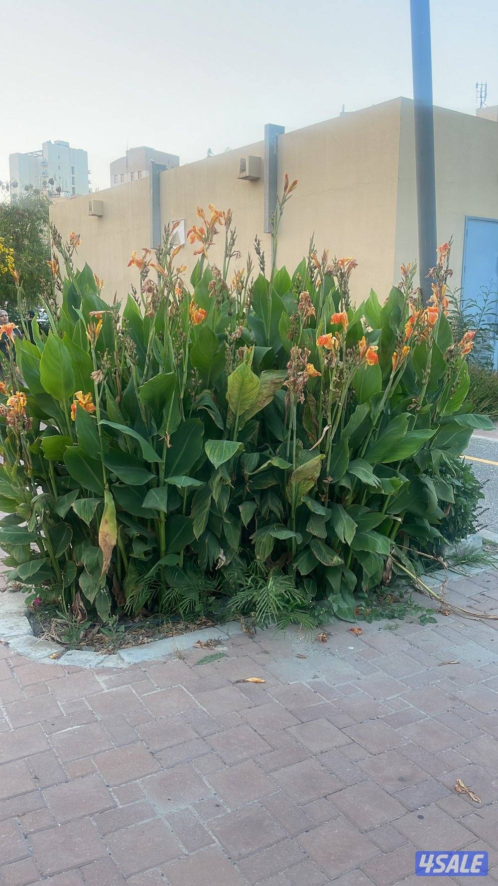 مخيم كامل للبيع مع الموقع بس يحتاج تنظيف ونصب مكانه الارتال يسار1