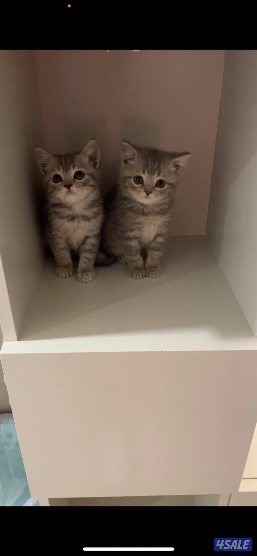 قطط للبيع1