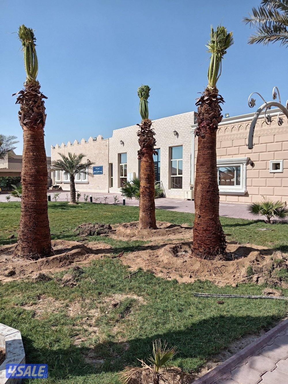 ابو عزيز النخيل بيع وشرا0