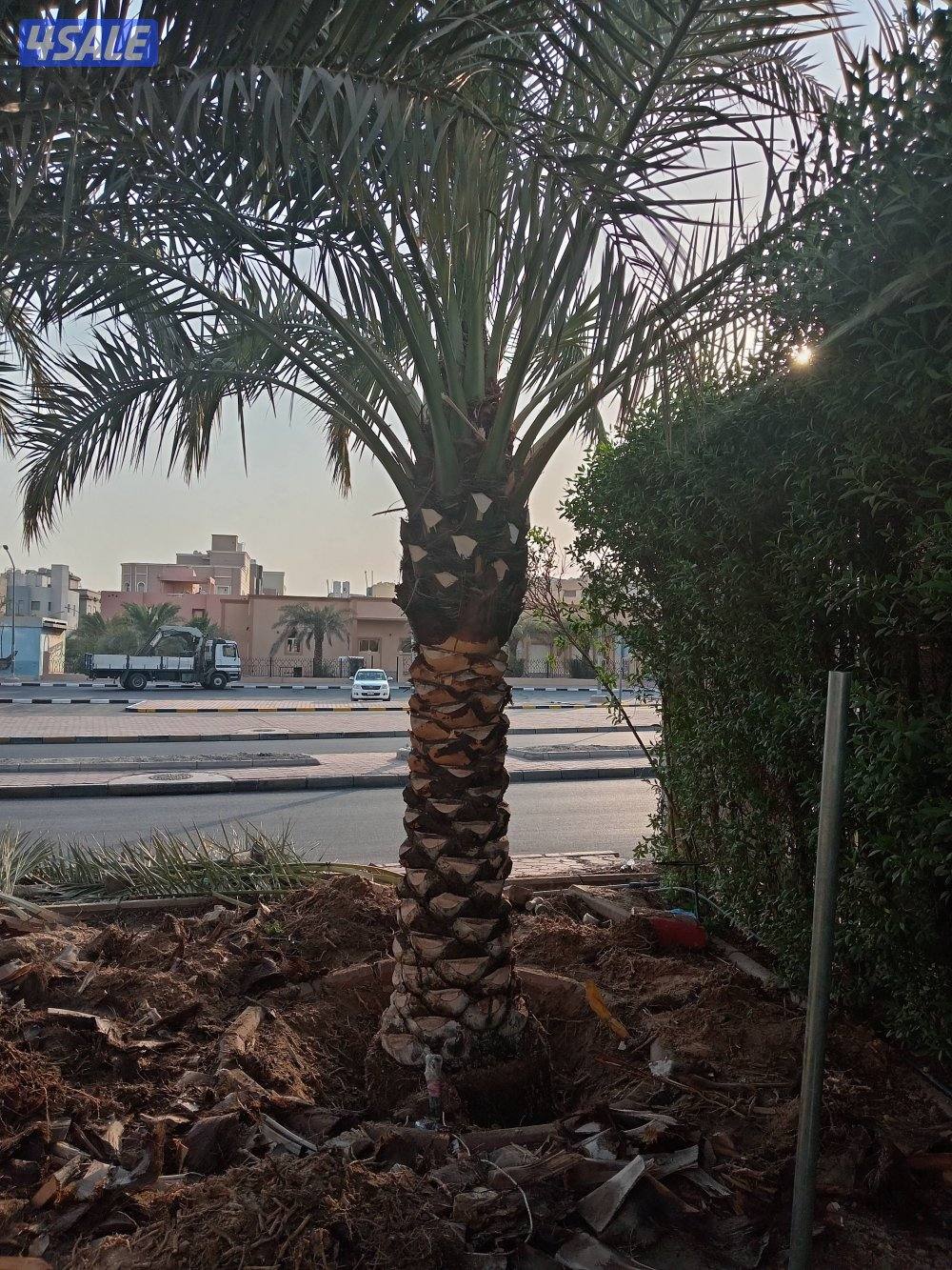 ابو عزيز النخيل بيع وشرا1