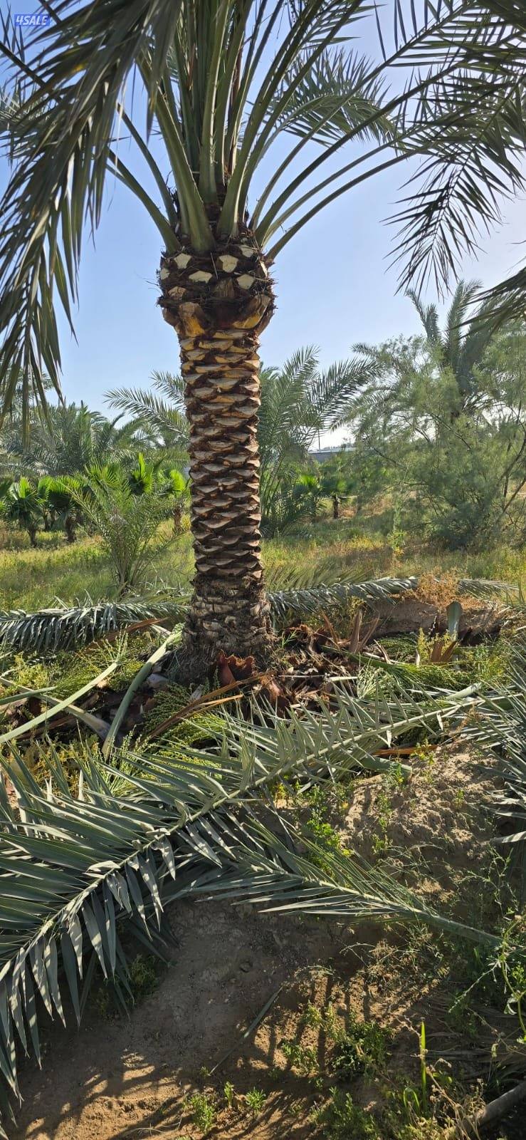 ابو عزيز النخيل بيع وشرا2