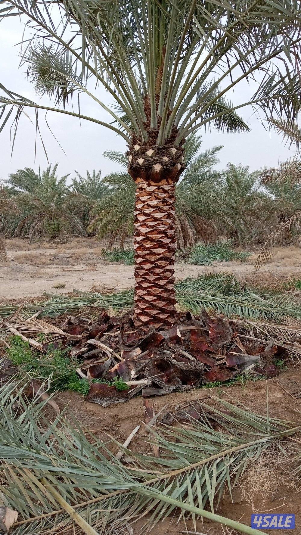 ابو عزيز النخيل بيع وشرا3