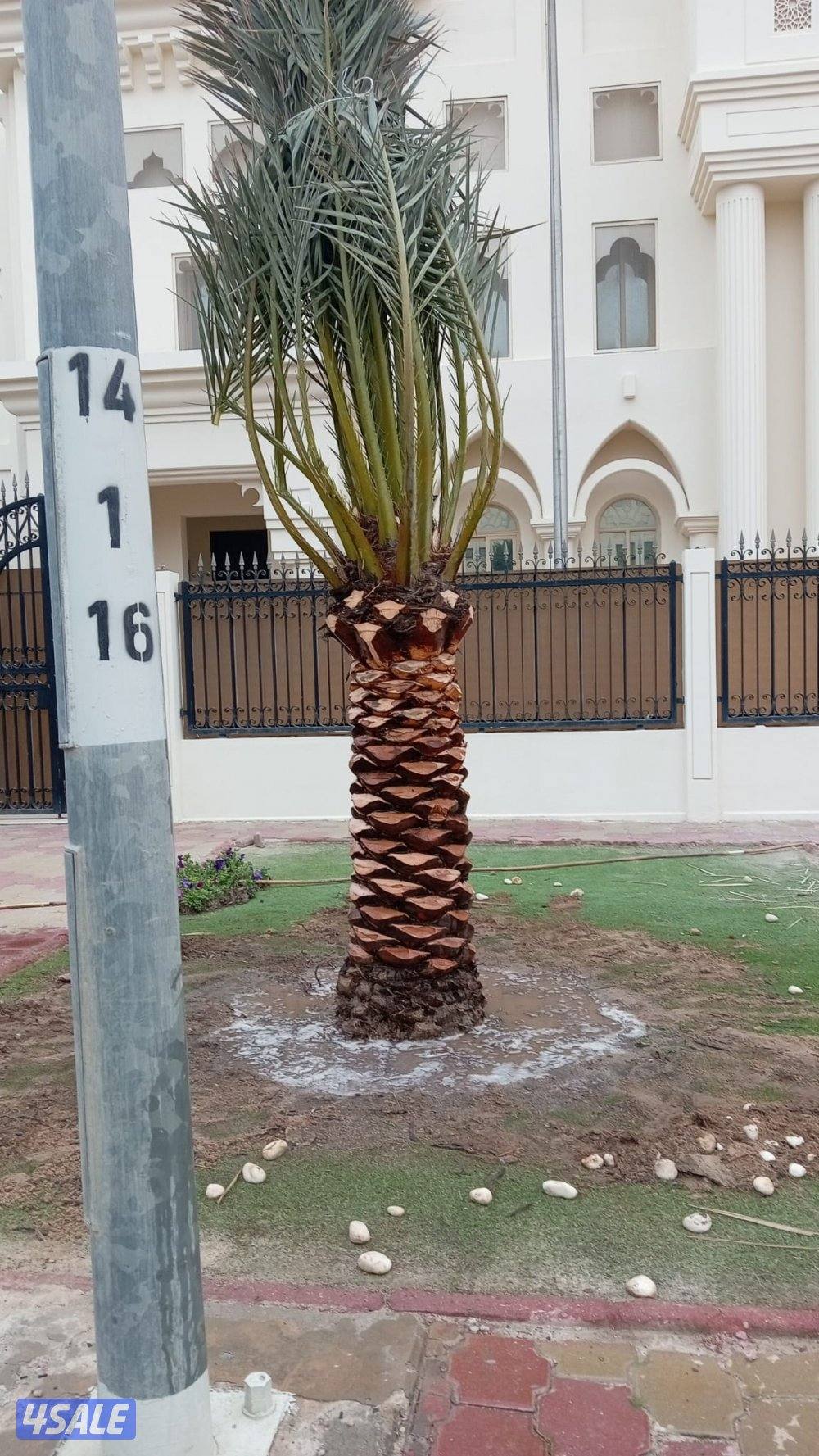 ابو عزيز النخيل بيع وشرا4