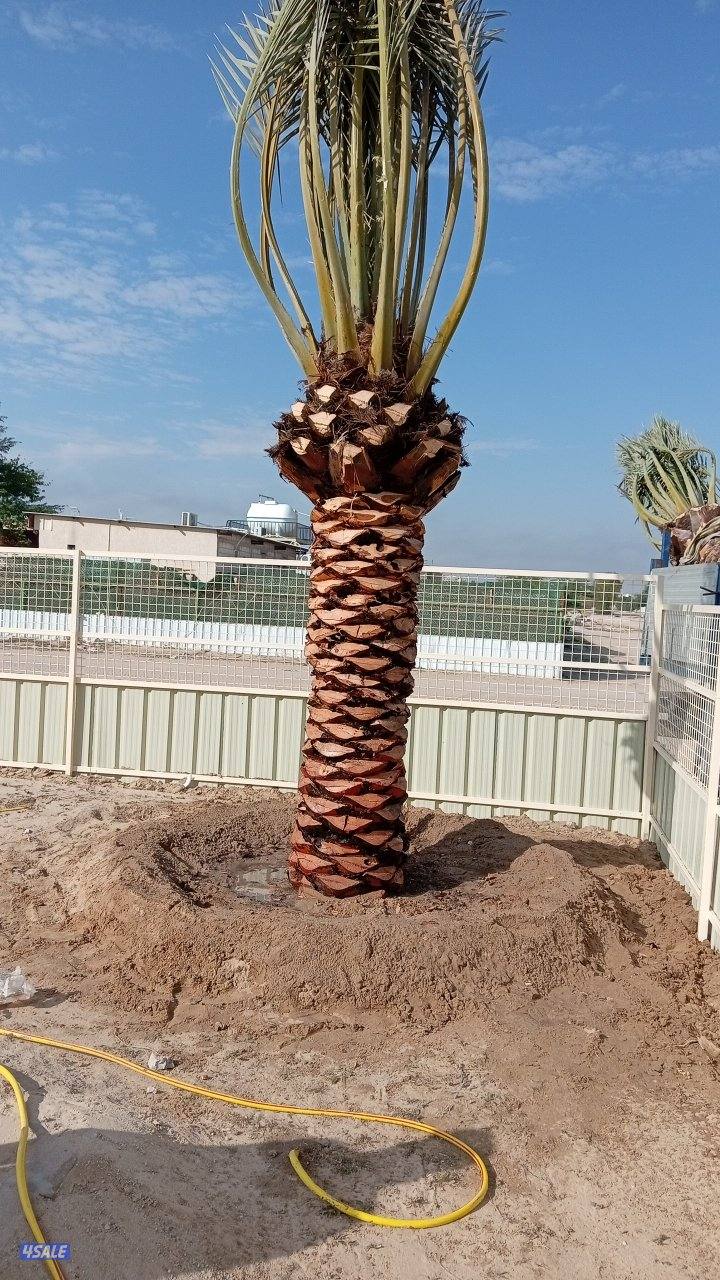 ابو عزيز النخيل بيع وشرا5