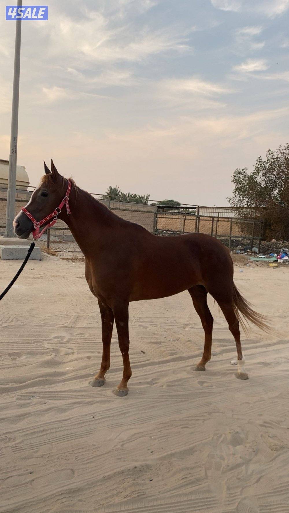 للبيع فرس فرنسيه1