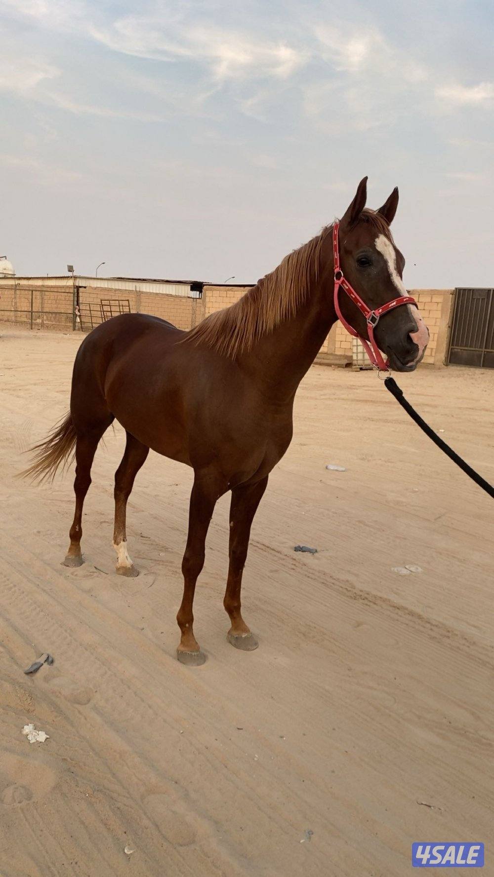 للبيع فرس فرنسيه2