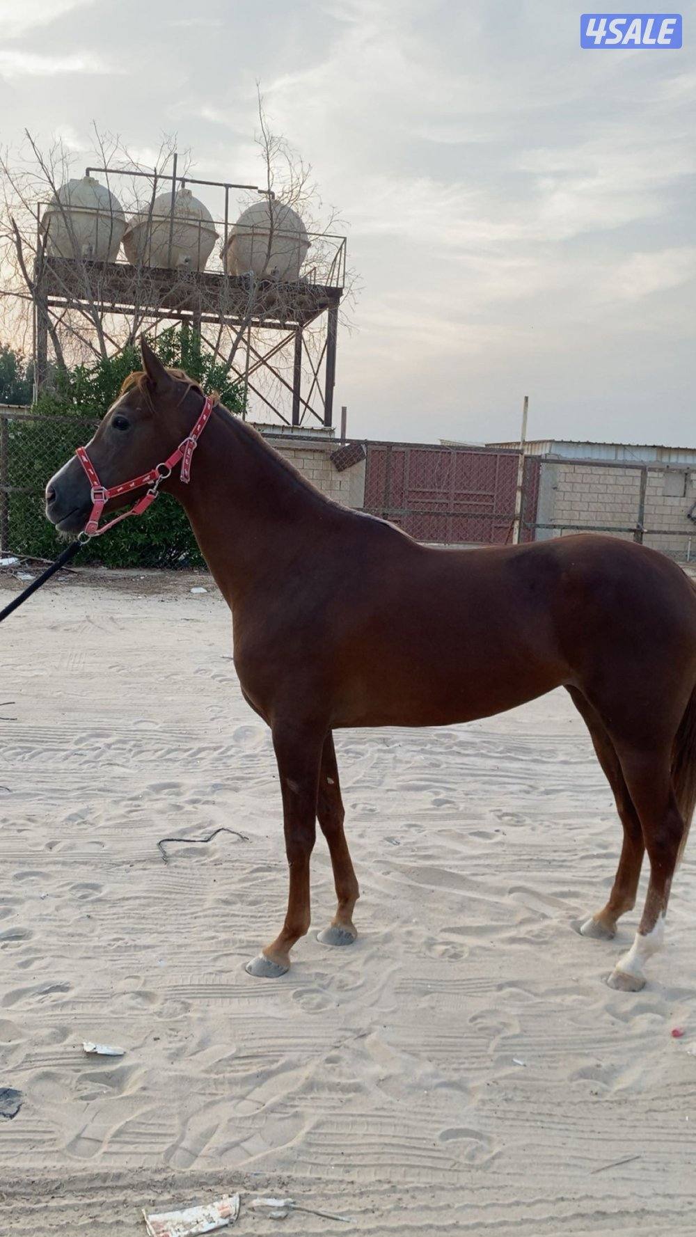 للبيع فرس فرنسيه3