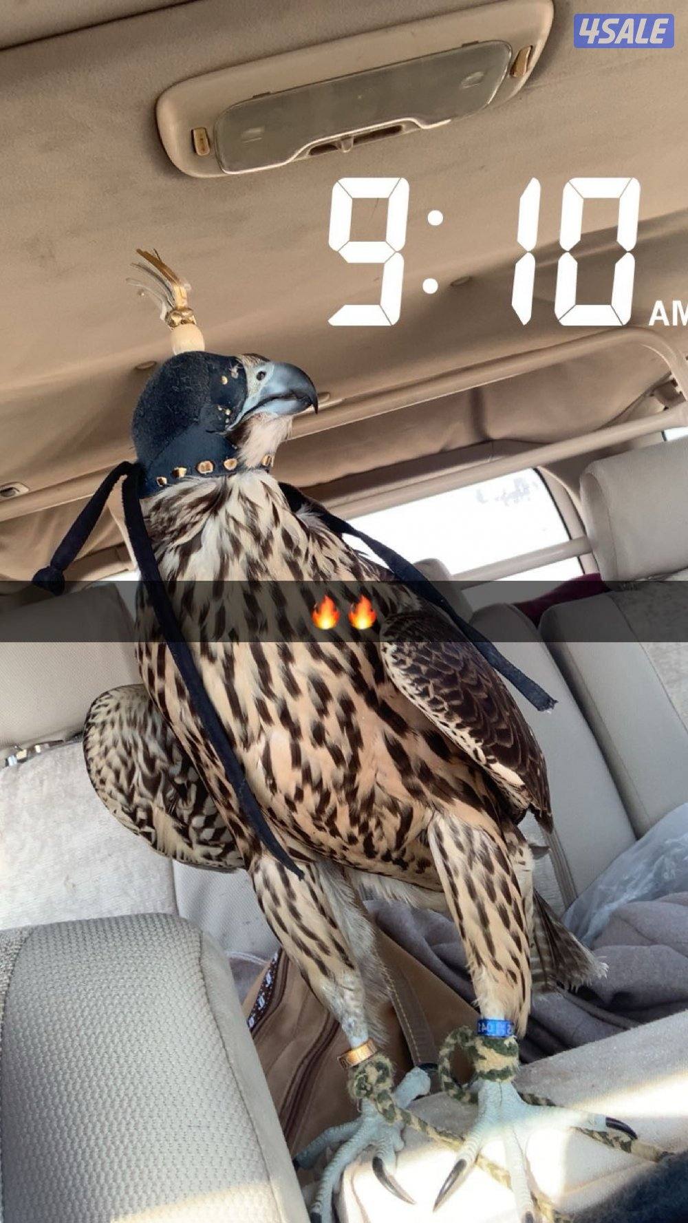 تبع جير فرخ فالكون ميوز1