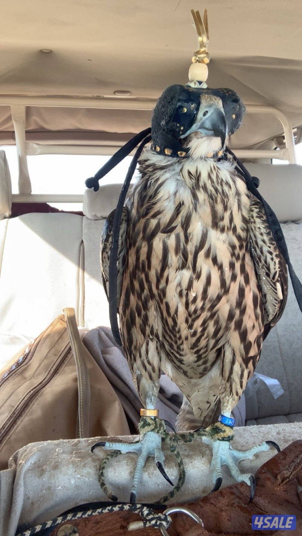 تبع جير فرخ فالكون ميوز2