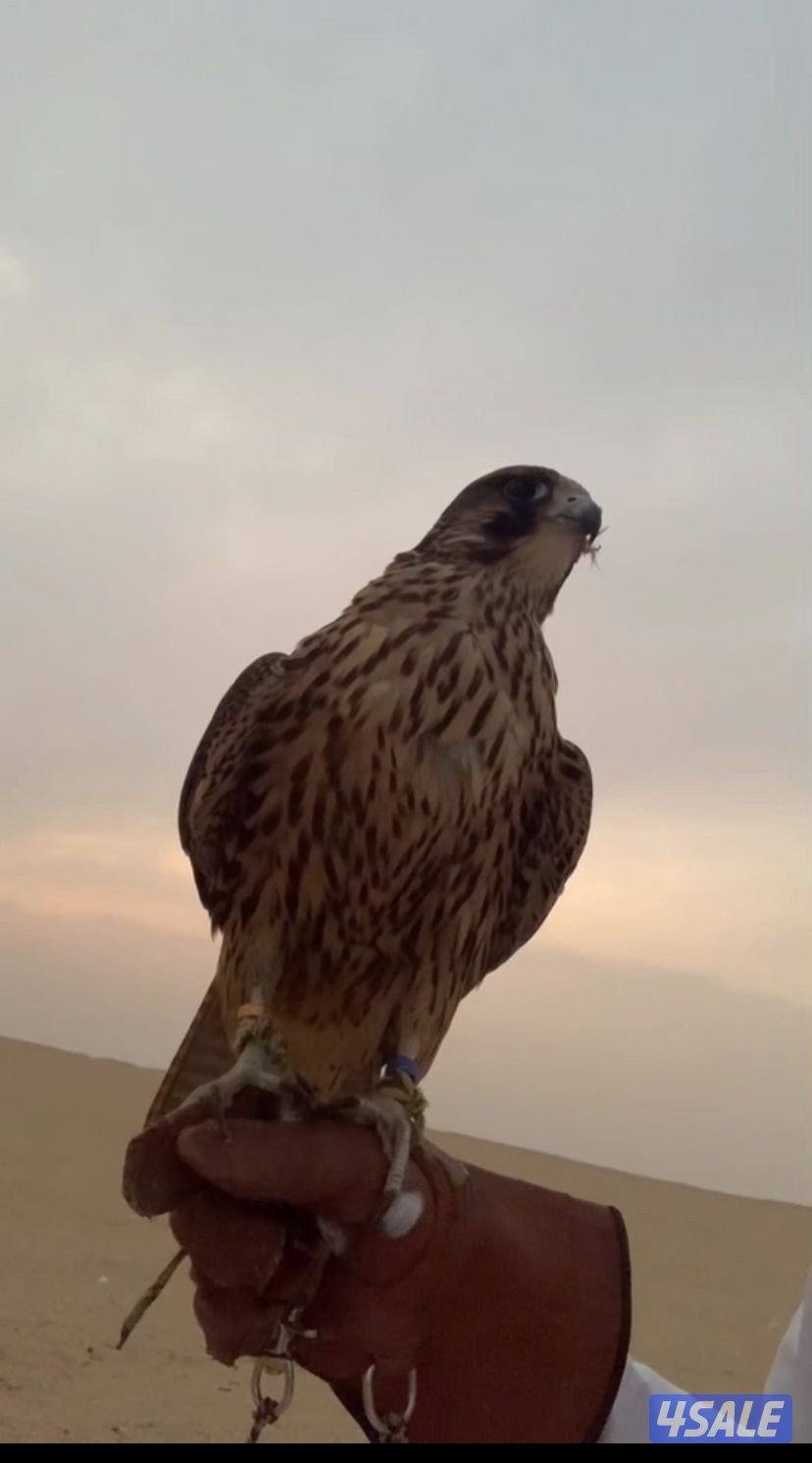 تبع جير فرخ فالكون ميوز3