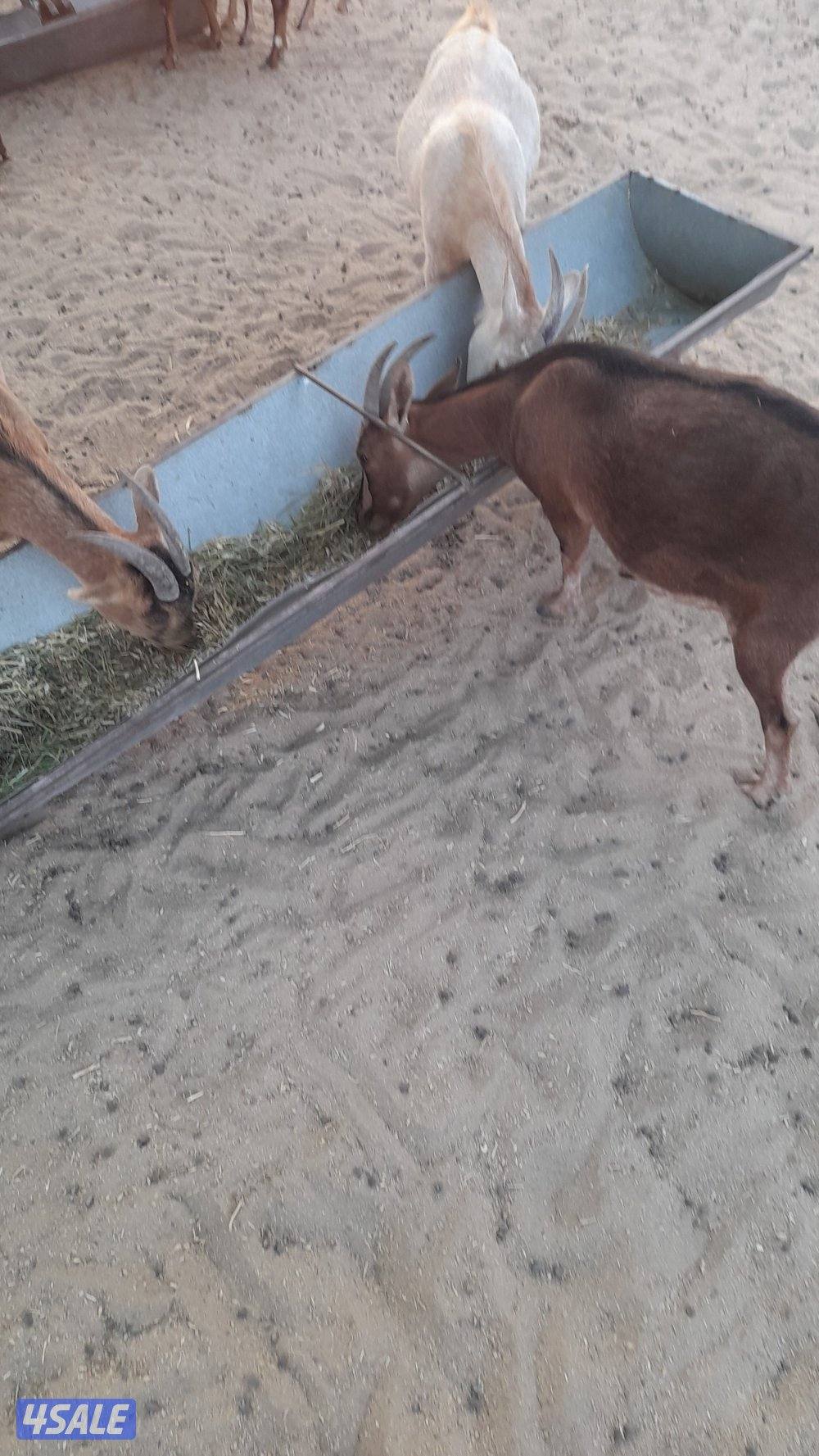 معزا للبيع0