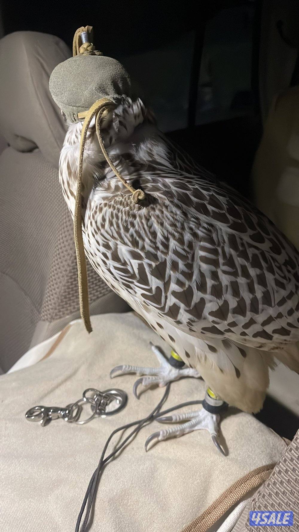 البيع قرموشه بيور فرخ طول ١٦ ونص عرض ١٧.1