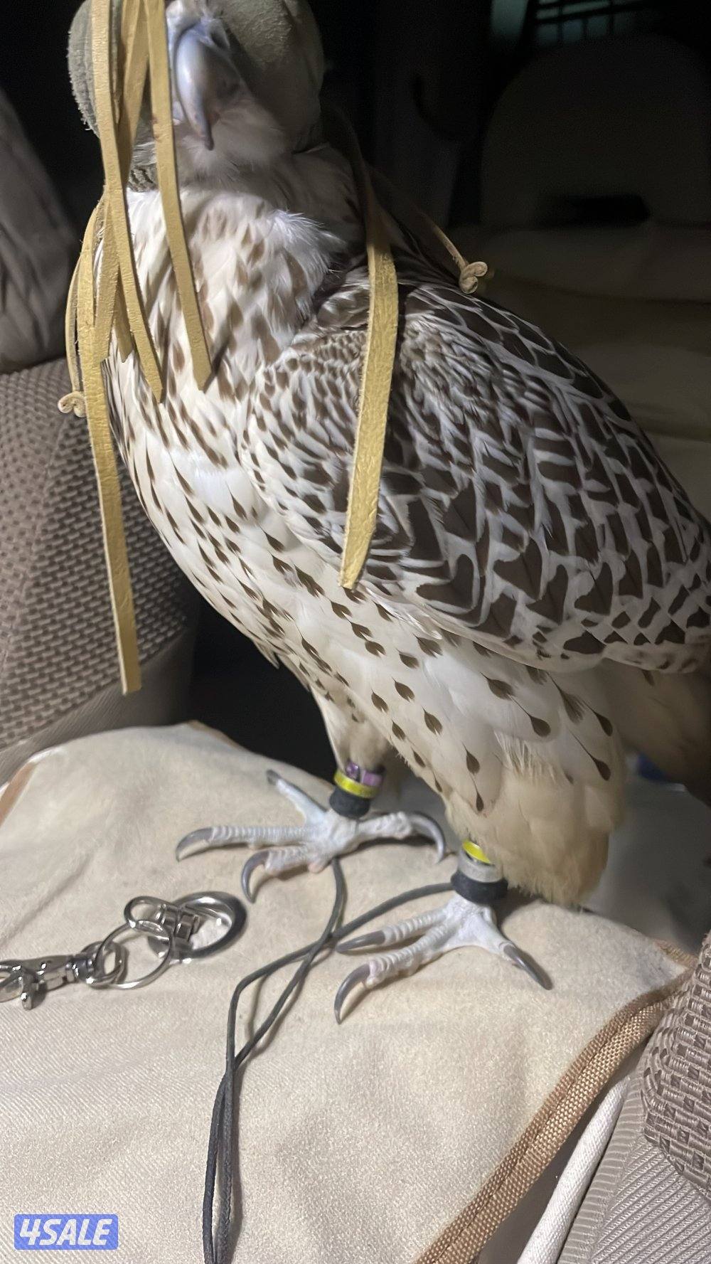 البيع قرموشه بيور فرخ طول ١٦ ونص عرض ١٧.2