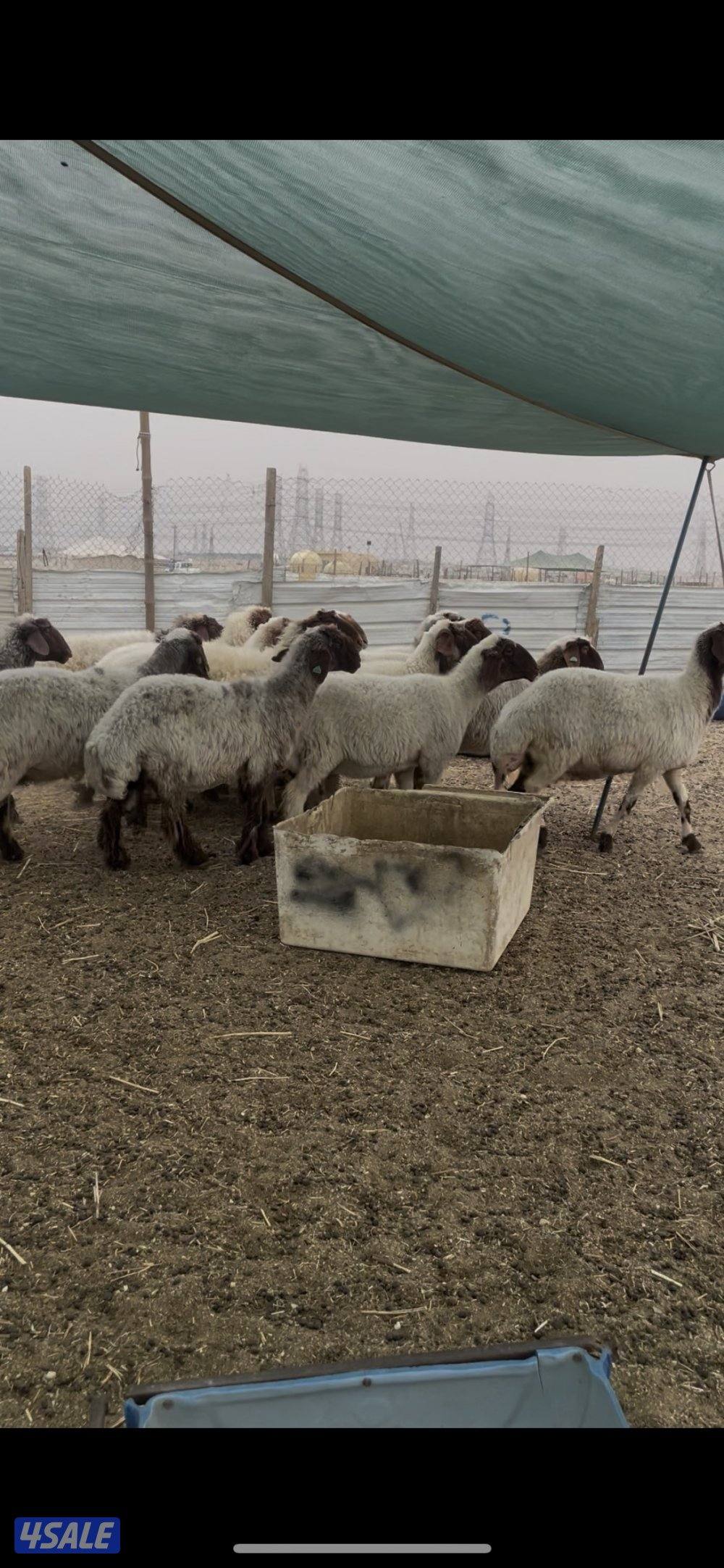 للبيع غنم نعيم العدد١٥ راس طيبه0