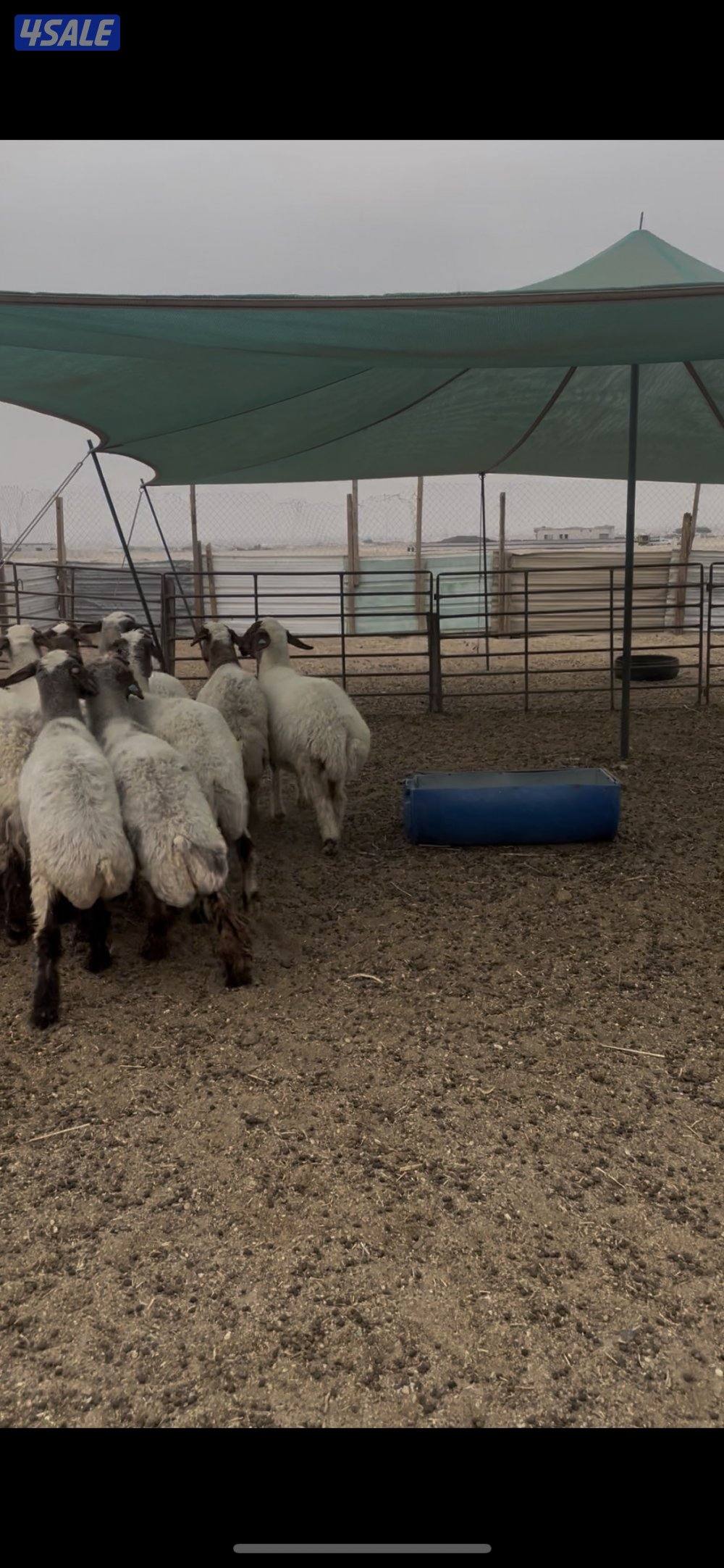 للبيع غنم نعيم العدد١٥ راس طيبه1