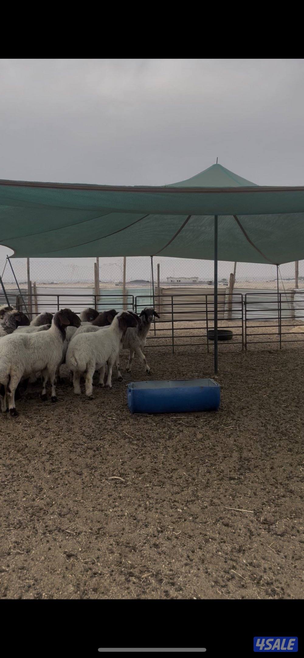 للبيع غنم نعيم العدد١٥ راس طيبه2