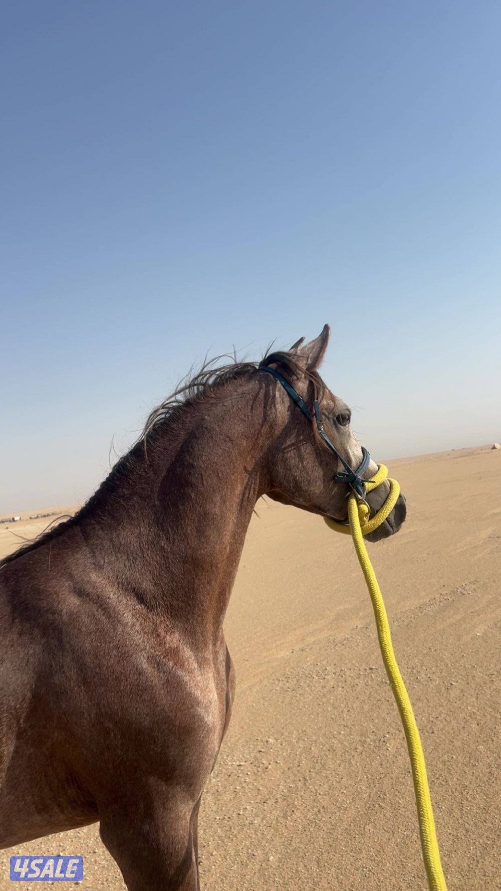 فلو للبيع مو معسوف شرط السلم العمر سنتين والحصان طيب على السوم0