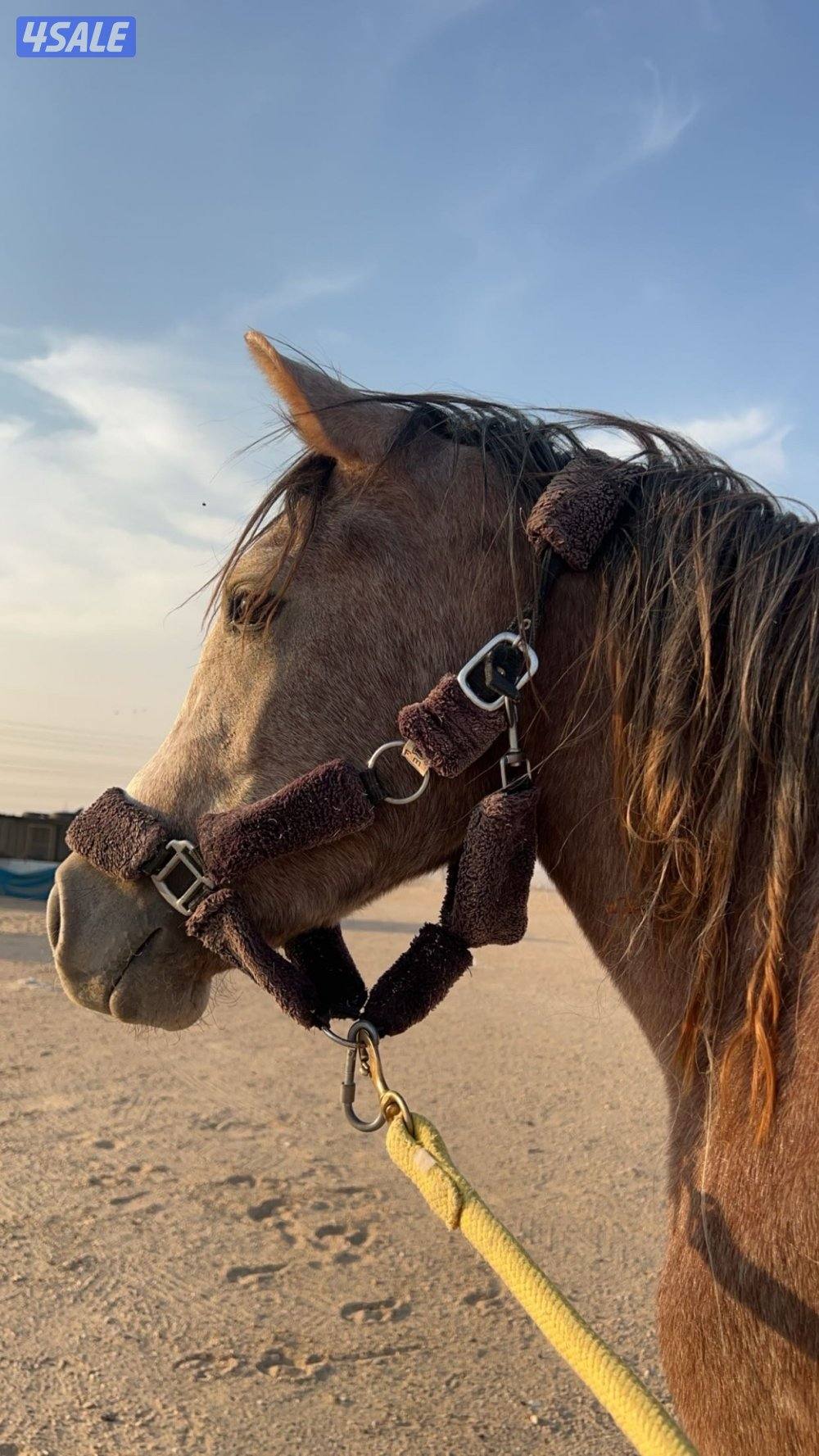 فلو للبيع مو معسوف شرط السلم العمر سنتين والحصان طيب على السوم1