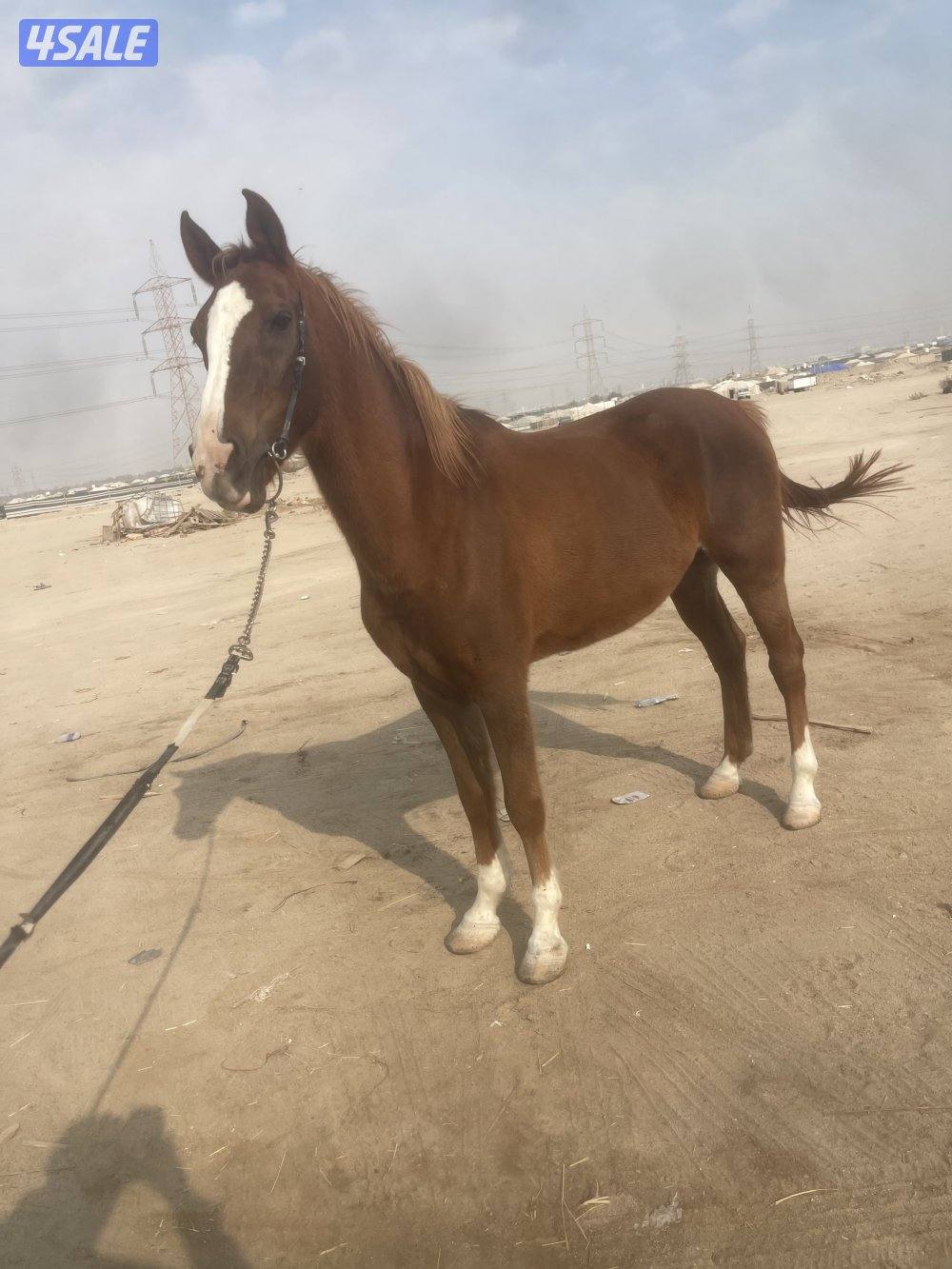 البيع حصان فرنسي خصي0