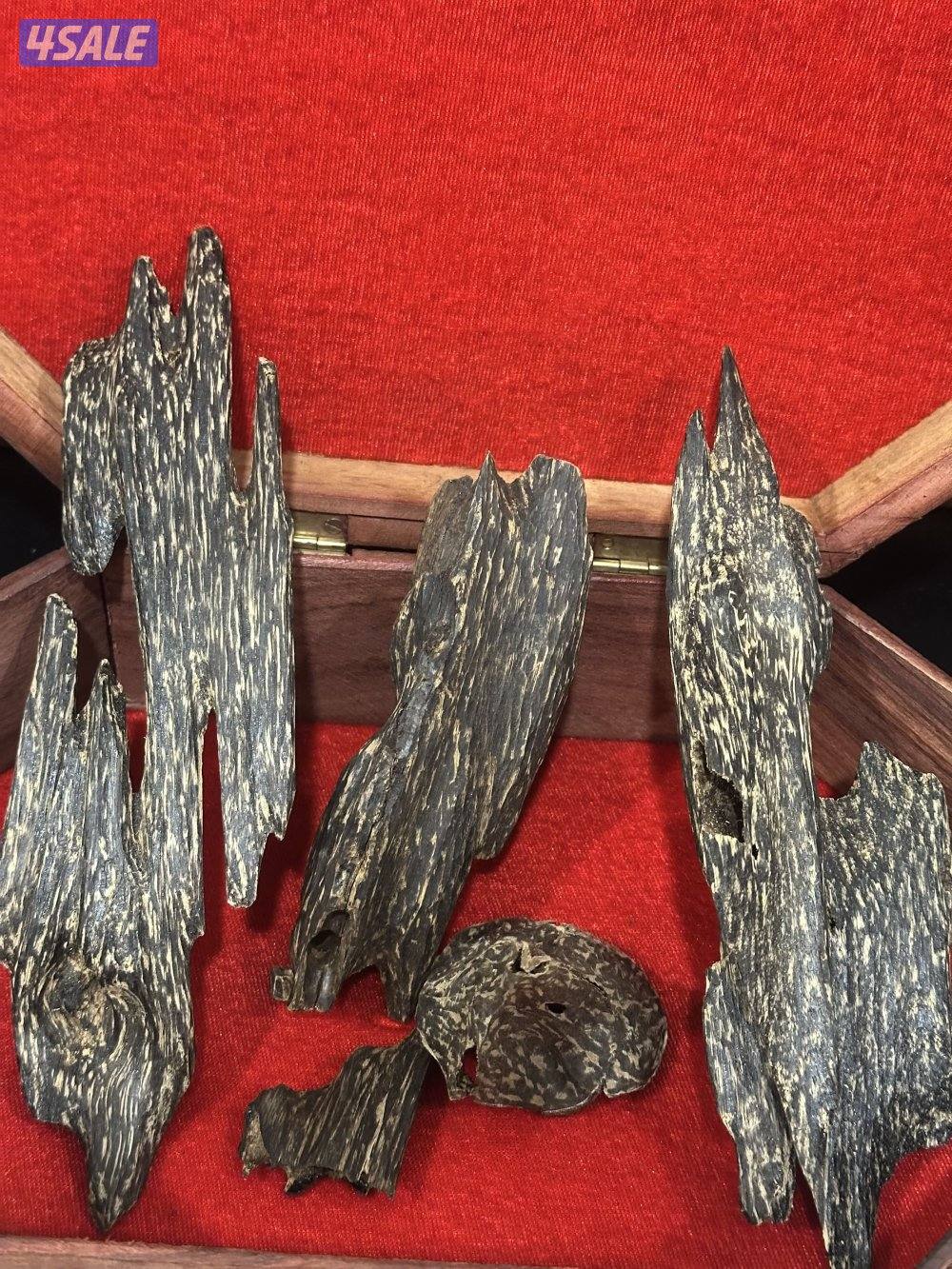 عود ماليزي و عود جار قاروهيلز1