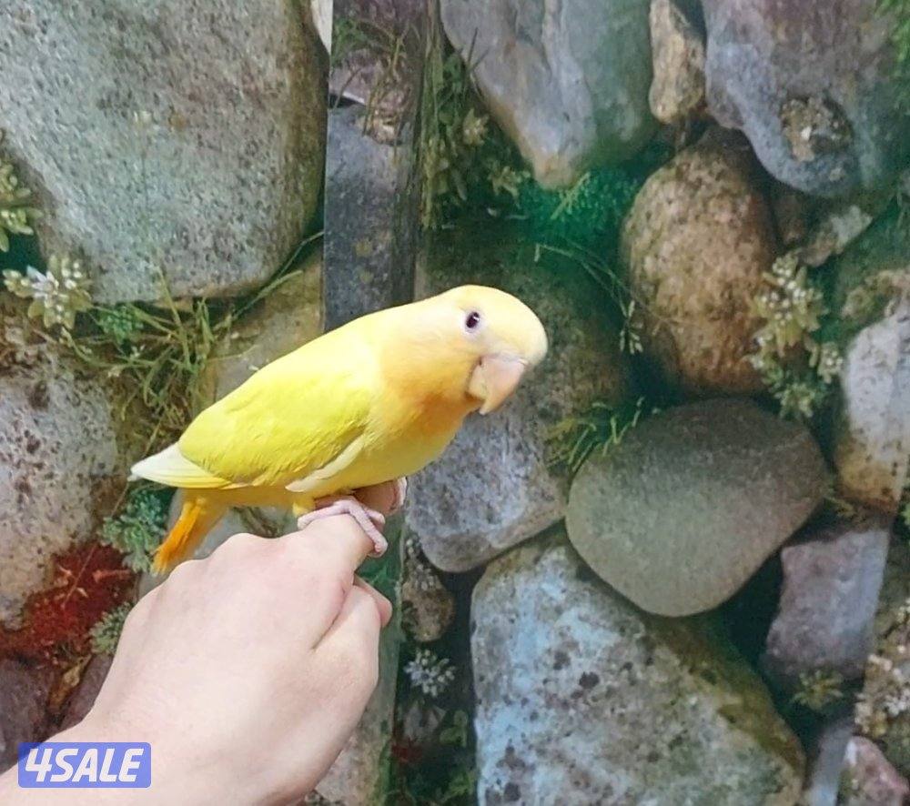 للبيع فرخ كروان إنجليزي نهاية عس ب٣٠ وفرخ روز نهاية عس ب٢٠0