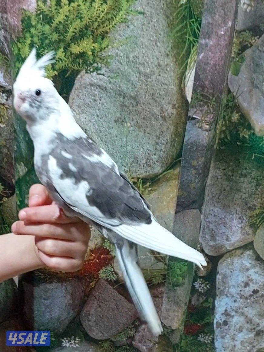 للبيع فرخ كروان إنجليزي نهاية عس ب٣٠ وفرخ روز نهاية عس ب٢٠1