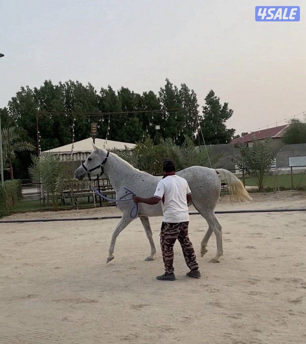 للبيع فرس فرنسيه0